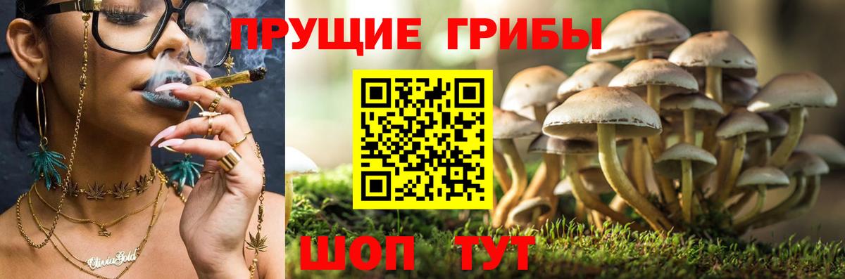 Псилоцибиновые грибы GOLDEN TEACHER Калач-на-Дону